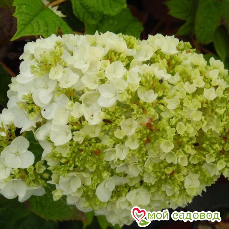 Гортензия дуболистная Гармония ЗКС