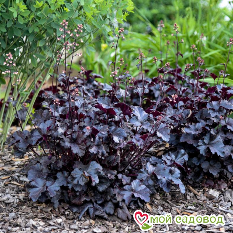 Гейхера Блэк Перл