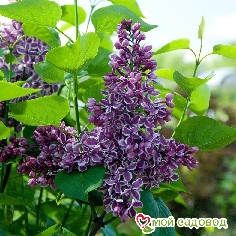 Сирень Сенсация (Sensation)