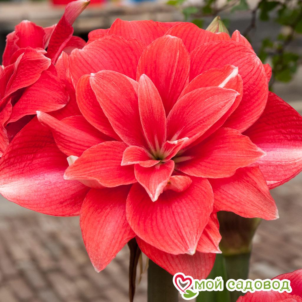 АМАРИЛЛИС ДАБЛ ДРИМ