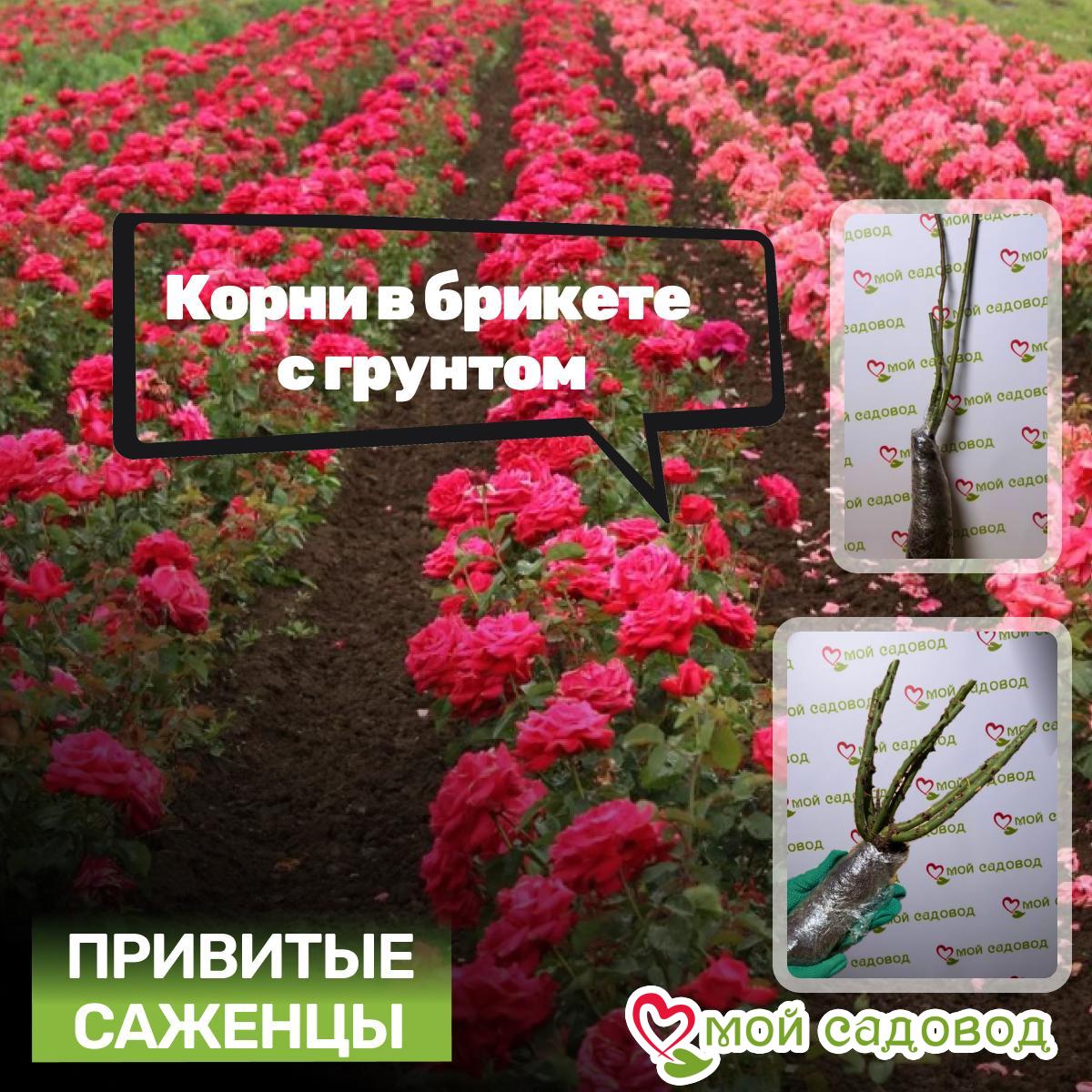 Роза Блачин Эрор