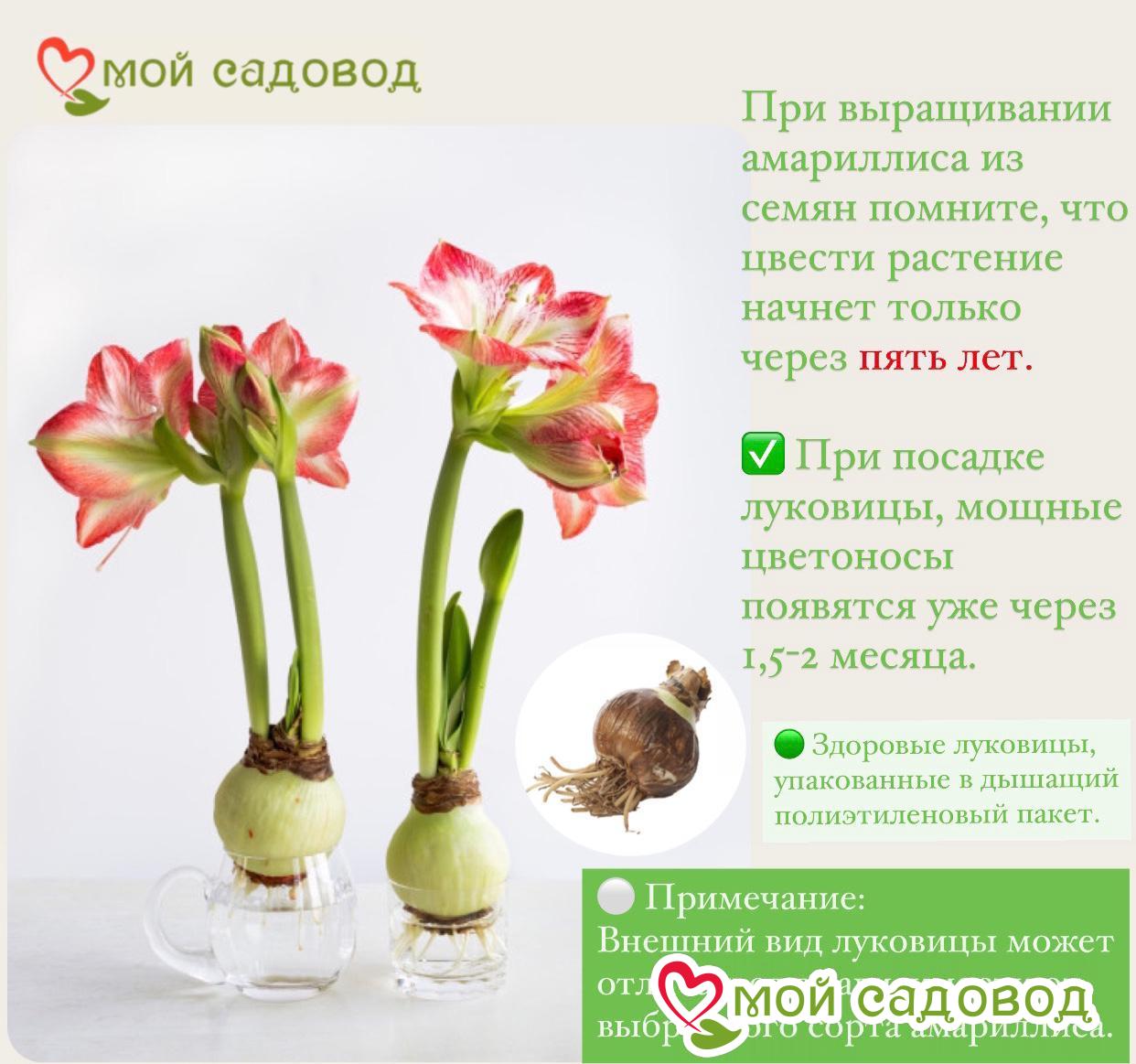 Амариллис Ред Лайон